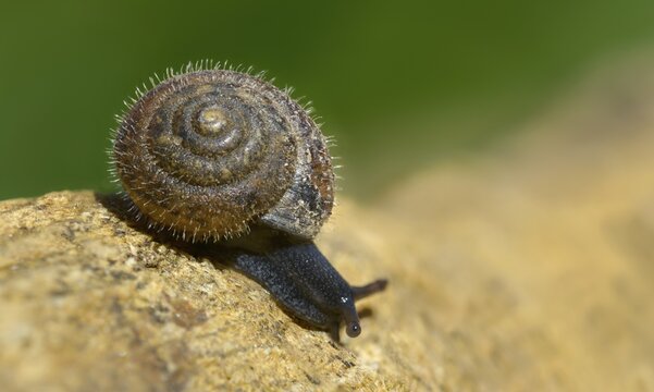 Silky hair snail, trochulus sericeus, gastropoda, mollusca, snails, snails, molluscs