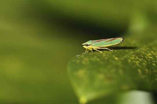 Rhododendron (Rhododendron) leafhopper (Graphocephala fennahi) sitting on leaf of a rhododendron, Wilden, North Rhine-Westphalia, Germany