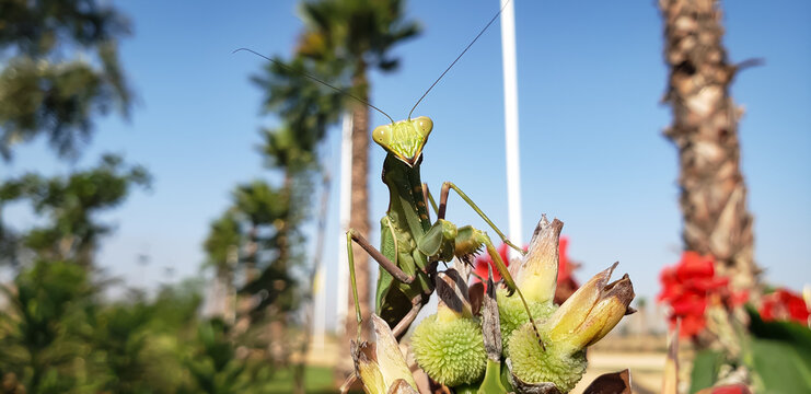 Front portrait macro shot of a green praying mantis with palm trees and flowers background view(5)
yellow flower in the wind