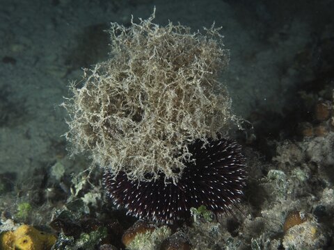 A purple sea urchin (Sphaerechinus granularis) beneath a dense clump of seaweed, at night on a dark seabed, dive site: Hausriff, Stoja, Pula, Croatia, Mediterranean Sea