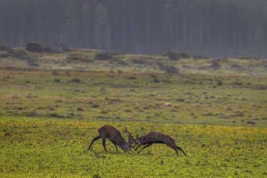 The fight between the red deer (Cervus elaphus) develops into a real battle, stag fight, duel, rut, rutting season, September, Denmark