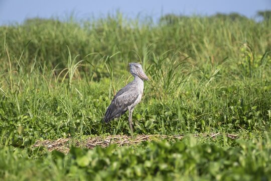 A shoebill (Balaeniceps rex) stands on its nest in the reeds, at the mouth of the Victoria Nile, Murchison Falls National Park, Uganda