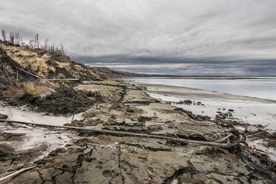 Duwanni Jar, bank of the Kolyma, the bank breaks off due to thawing permafrost, trees sink, drunken trees, Yakutia, Russia