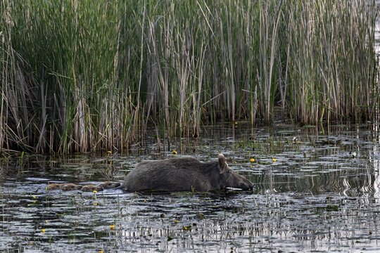 Swimming is not a problem for young animals (Sus scrofa), much more dangerous is the rapid cooling of the small bodies, water, adaptable, Germany