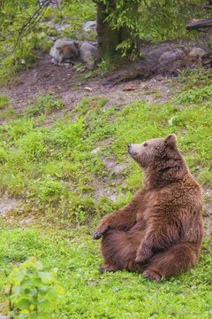 An adult female European brown bear (Ursus arctos arctos) sits on a green meadow, a Eurasian gray wolf (Canis lupus lupus) rests behind the bear under a tree