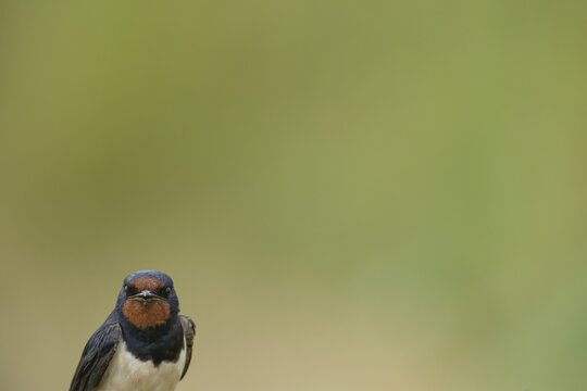Barn swallow (Hirundo rustica) adult bird calling in summer, England, United Kingdom