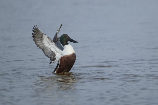 Northern shoveler duck (Anas clypeata) adult male bird stretching its wings on a lake, England, United Kingdom