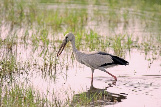 Asian openbill (Anastomus oscitans), adult, foraging, running in the water, with prey in its beak, Bundala National Park, Sri Lanka