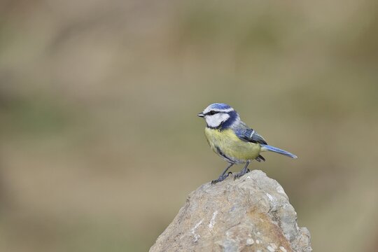 Blue tit (Parus caeruleus), sitting on a stone on the forest floor, Wilnsdorf, North Rhine-Westphalia, Germany