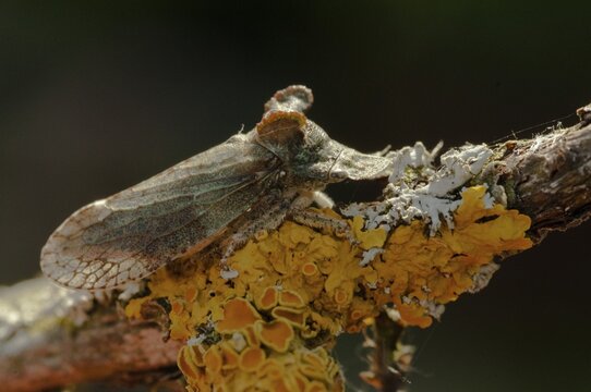 Auchenorrhyncha, cicadellidae, cicadomorpha, common ear cicada, hemiptera, horned leaf hopper, ledra aurita, ear cicada, ear chirp, round-headed cicada, beak kerf, dwarf cicadas, insects, cicadas