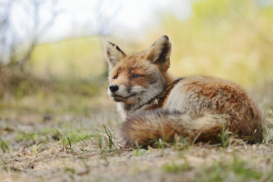 Red fox (Vulpes vulpes), North Rhine-Westphalia, Germany