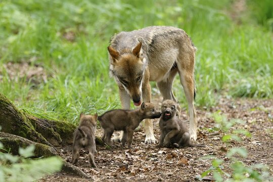 European gray wolf (Canis lupus), adult with pups, captive