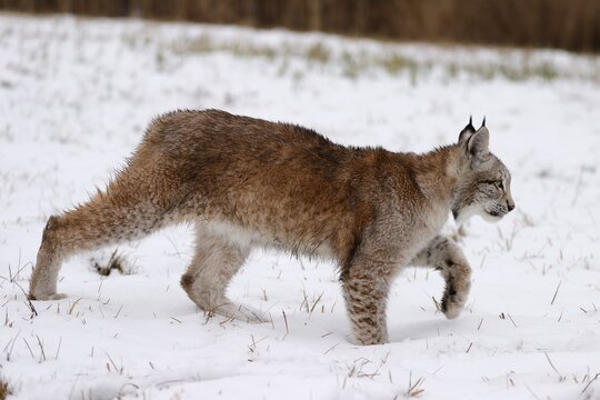 Eurasian lynx (Lynx lynx) in a snowy meadow, Czech Republic