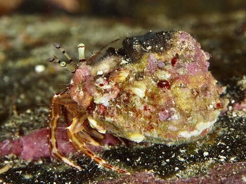 A hermit crab, Striped hermit crab (Pagurus anachoretus), hiding in a snail shell, perfectly camouflaged on a marine substrate, dive site Giens Peninsula, Mediterranean Sea, Porquerolles, Provence, C&ocirc;te d'Azur, France