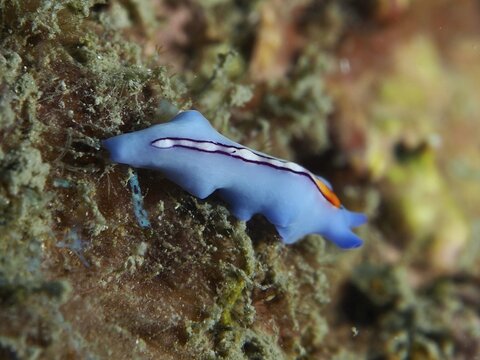 Narrow blue creature with orange lines, racing stripe whirlpool worm (Pseudoceros bifurcus), on reef substrate, dive site Twin Reef, Penyapangan, Bali, Indonesia