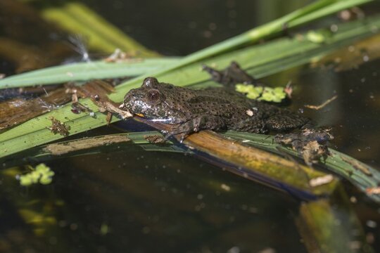 Bombina bombina, fire-bellied toad, red-bellied toad, lowland toad, amphibians, amphibians, amphibians, amphibians