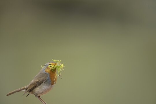 European robin (Erithacus rubecula) adult garden bird with nesting material in its beak in spring, England, United Kingdom