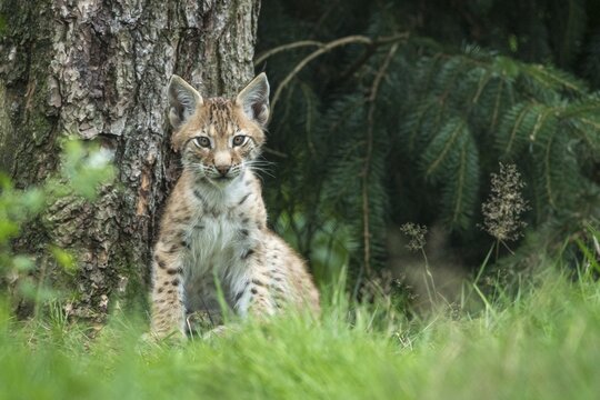 Young lynx (Lynx lynx), Haltern, North Rhine-Westphalia, Germany