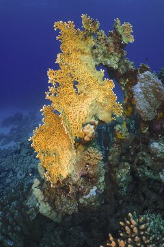 Net fire coral (Millepora dichotoma), Dive Site House Reef, Mangrove Bay, El Quesir, Red Sea, Egypt