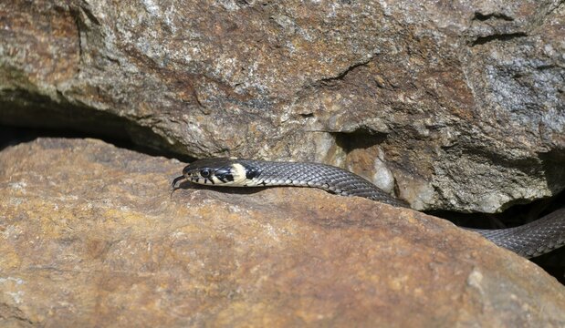 Grass snake (Natrix natrix) slithering over rocks, Germany