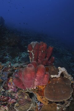Brown tube sponge (Porifera) and corals in a dark, deep underwater environment, SD dive site, Nusa Ceningan, Nusa Penida, Bali, Indonesia