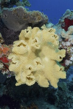 Rough leather coral (Sarcophyton glaucum), Shaab El Erg dive site, Hurghada, Egypt, Red Sea