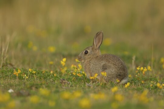Rabbit (Oryctolagus cuniculus) adult sat amongst flowering Birds foot trefoil flowers, Suffolk, United KIngdom