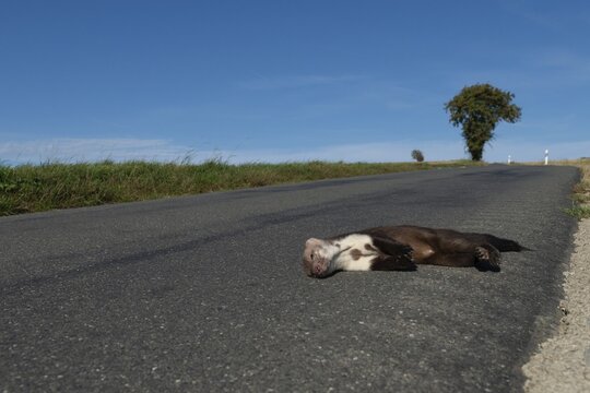 Carnivora, martes foina, predators, stone martens, mammals, road traffic, mammals, dead, accident, traffic victim, traffic death