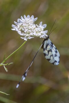 Thready, nemoptera sinuata, spoonwing, southeast European threadwing antlion, Bulgaria, high size, portrait format, insects, web-winged