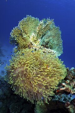Magnificent sea anemone (Heteractis magnifica) and net fire coral (Millepora dichotoma), net fire coral, Shaab Claudia reef dive site, Red Sea, Egypt