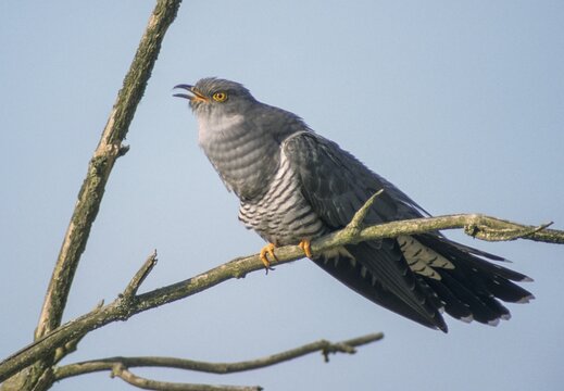 Cuckoo, cuculus canorus, cuckoo, birds, call, birds