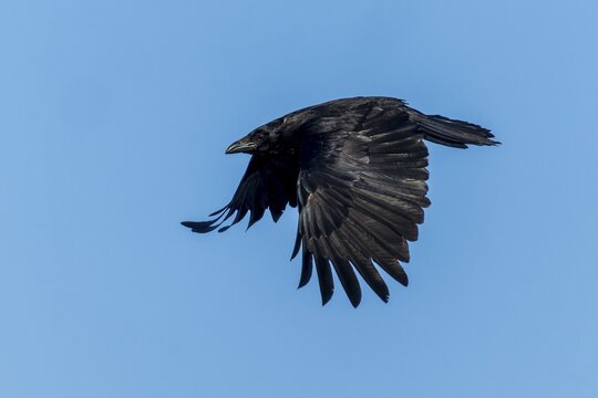A black crow flies in the sky with outstretched wings, Raven crow (Corvus corone) wildlife, Germany