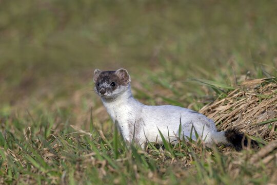 Ermine or Eurasian weasel (Mustela erminea), moulting from winter to summer coat, M&uuml;nster, Tyrol, Austria