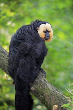 White-faced saki (Pithecia pithecia), adult, male, sitting on branch, captive