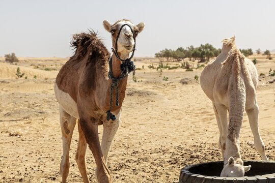 Two camels in the desert, one eating out of a tire