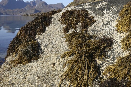 Seaweed (algae) and barnacles (Semibalanus balanoides) on a rock by the sea, Trollfjord, Lofoten, Norway