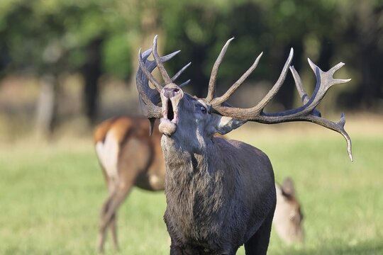 Red deer (Cervus elaphus) during the rutting season, a capital stag roaring in a forest clearing, animal portrait, wildlife, Sauerland, North Rhine-Westphalia, Germany