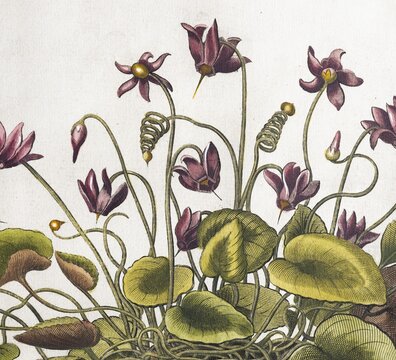 Cyclamen hederifolium (Cyclamen Hederifolium), hand-coloured copperplate engraving from the Hortus Eystettensis, plant book by the Nuremberg apothecary Basilius Besler, Renaissance, Eichst&auml;dt, 1613