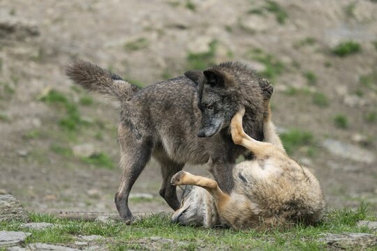 Wolf, gray wolves (Canis lupus), social behaviour, captive, Germany