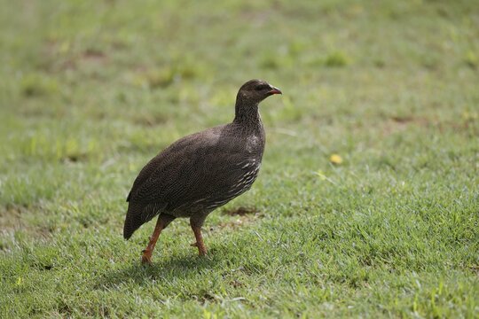 Cape Francolin (Pternistis capensis), adult, running, foraging, Karoo Desert Botanic Garden, Worcester, Western Cape, South Africa