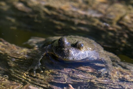 Yellow-Bellied Toad (Bombina variegata), BEG-Biotop near Rotholz, Tirol, Austria
