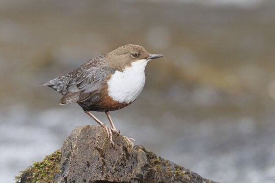 White-throated Dipper (Cinclus cinclus) standing on a stone in the middle of a stream, the only native songbird that can also dive, wildlife, native nature, Wilnsdorf, North Rhine-Westphalia, Germany
