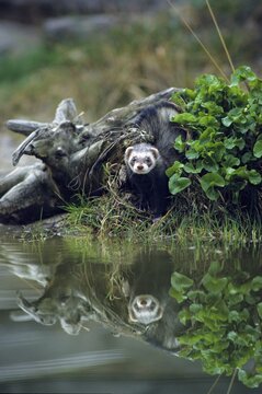 Carnivora, polecat, mustela putorius, polecat, predators, high size, portrait format, mammals, mirror, raptors, mirror image, mammals