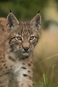 Lynx (Lynx lynx), young animal, animal portrait, Rhineland-Palatinate, Germany