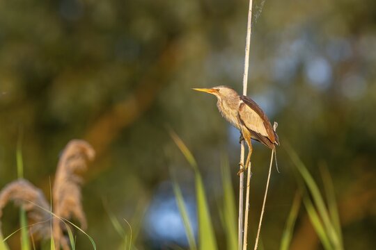 Little bittern (Ixobrychus minutus), lurking on reed stalks, Danube Delta, Romania