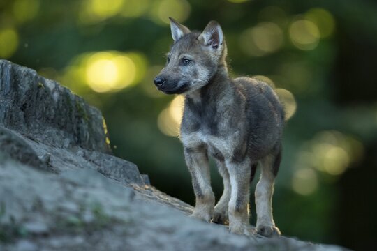 Gray wolf (Canis lupus), young animals, pups, offspring, Neuhaus, Lower Saxony, Germany
