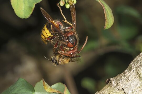 Hornet (Vespa crabro) and bee in a fight on a branch, Baden-W&uuml;rttemberg, Germany