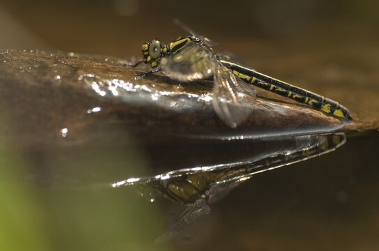 Common club tail, common wedge maid, gomphus vulgatissimus, anisoptera, damselflies, dragonflies, insects, dragonflies, mirror, odonata, mirror image