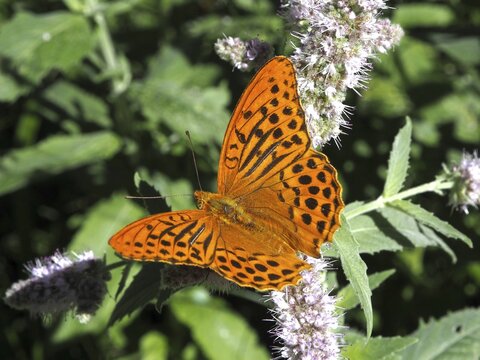 Orange butterfly, Emperor (Argynnis paphia), on white flowers, surrounded by green vegetation, H&uuml;ttchopf, T&ouml;sstal, Canton of Zurich, Switzerland