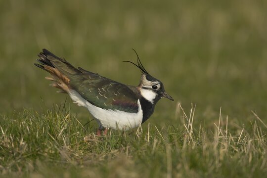 Northern lapwing (Vanellus vanellus) adult bird on grassland, England, United Kingdom